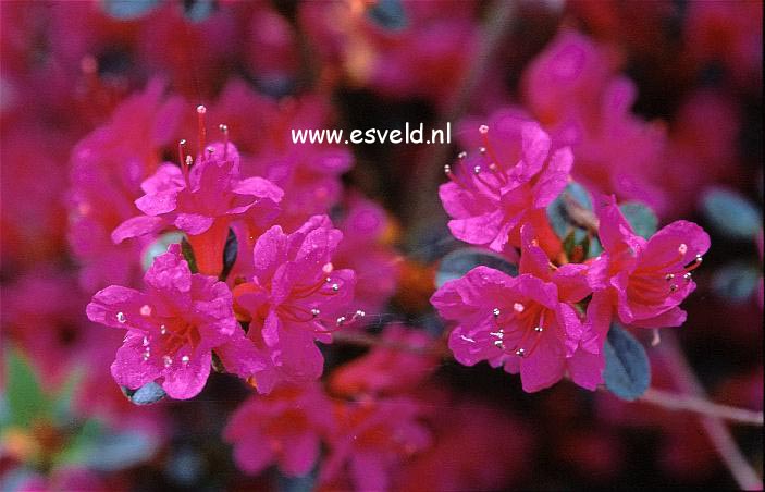 Azalea 'Amoena Leonardslee'