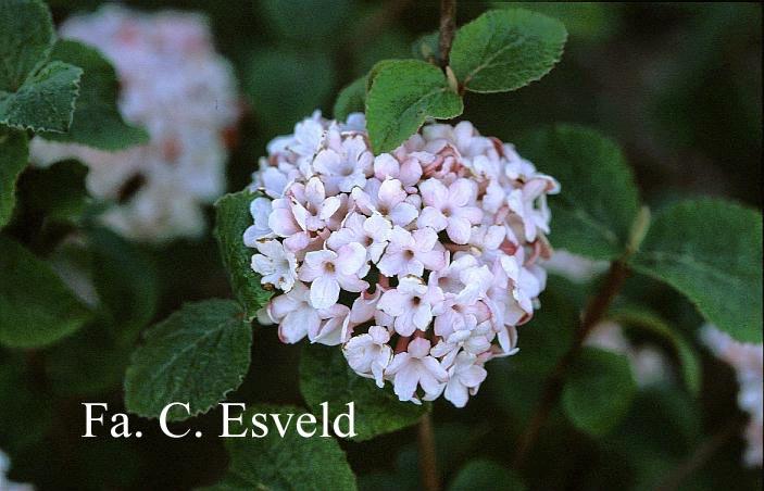 Viburnum carlesii 'Diana'