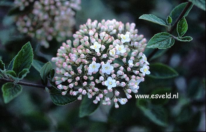 Viburnum burkwoodii 'Compact Beauty'