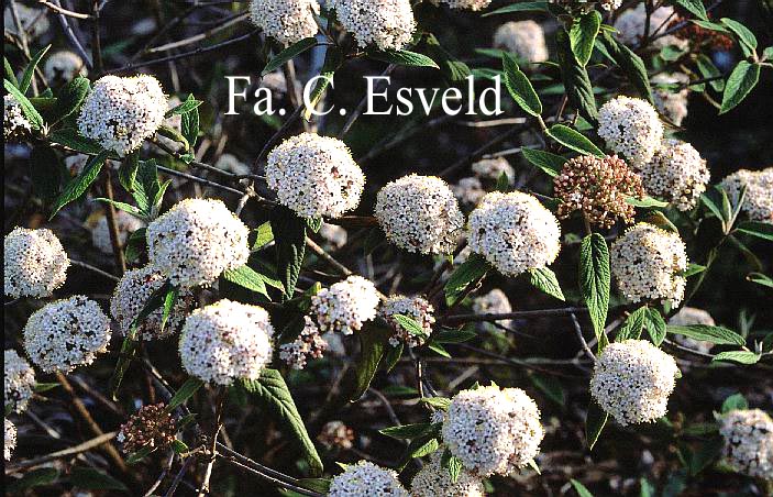 Viburnum buddleifolium