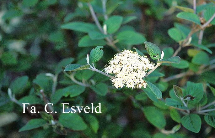 Viburnum schensianum