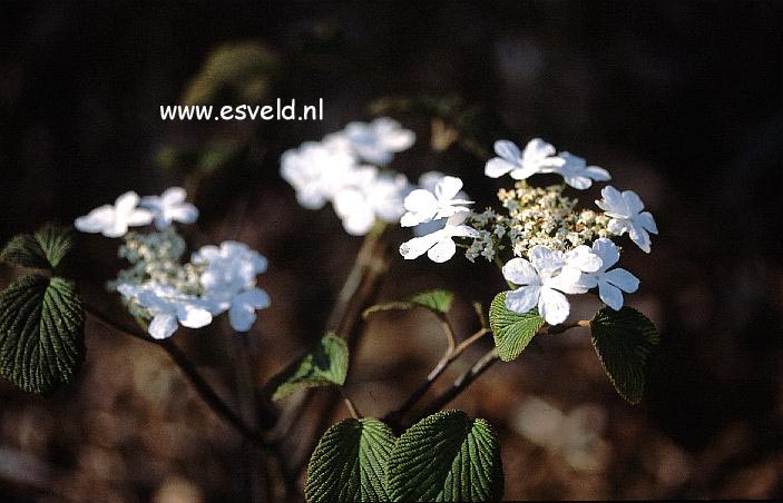 Viburnum furcatum