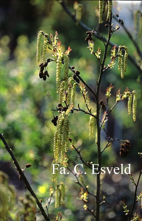 Alnus viridis