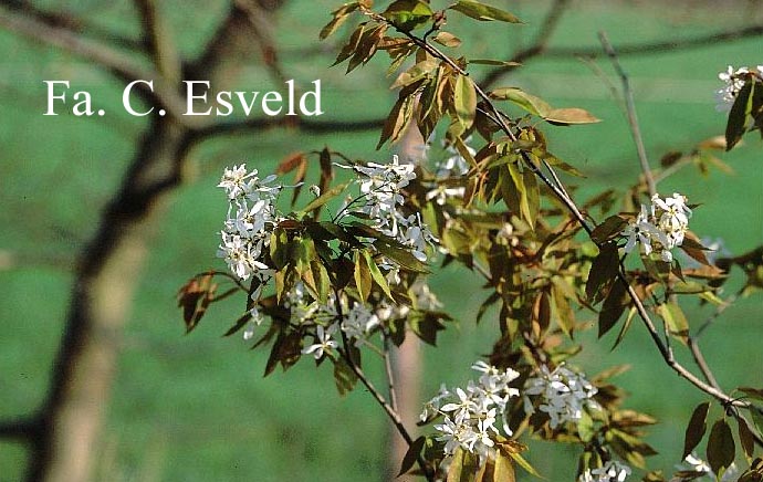 Amelanchier laevis 'Cumulus' (17479)