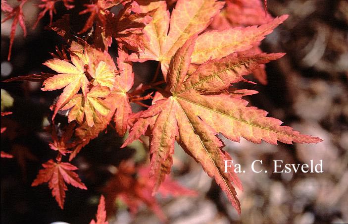 Acer palmatum 'Beni zuru'