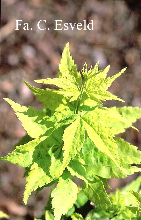 Acer palmatum 'Shidava Gold'