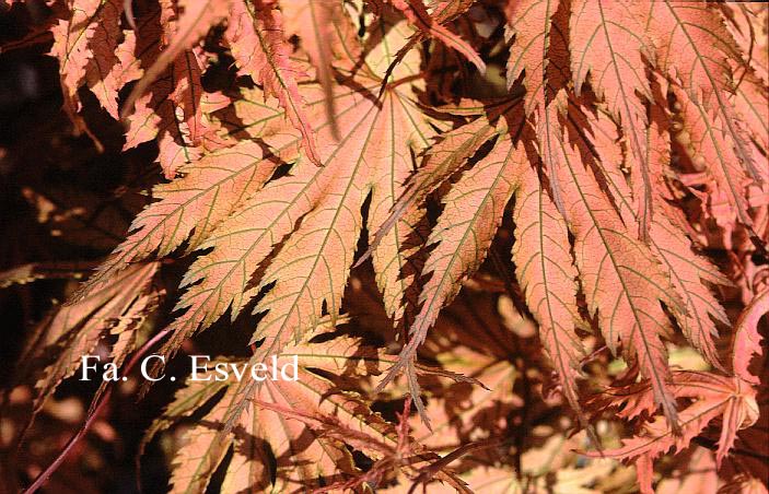 Acer palmatum 'Ariadne'