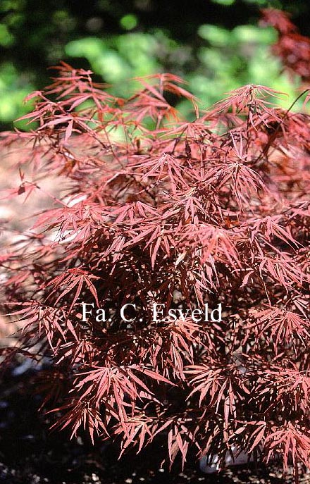 Acer palmatum 'Beni ubi gohon'