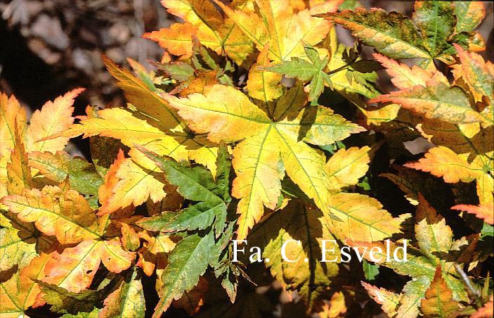 Acer palmatum 'Nishiki gasane'