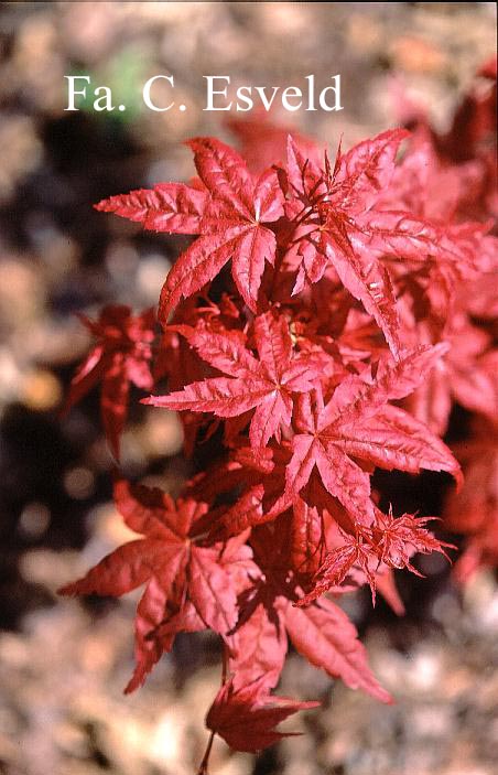 Acer palmatum 'Shin de shohjoh'