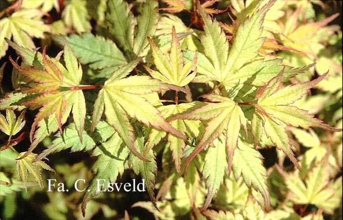 Acer palmatum 'Marakumo' (Hort. non Japan)