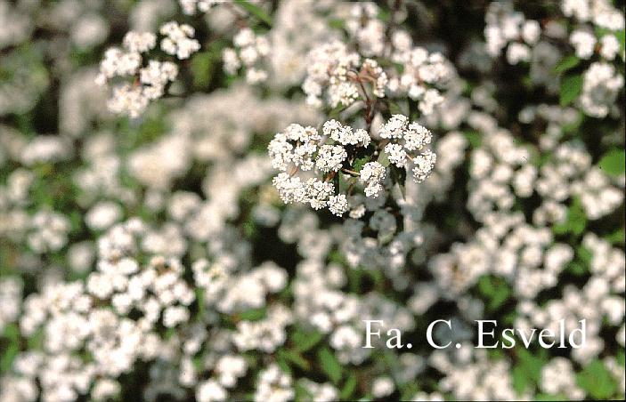 Viburnum ichangense