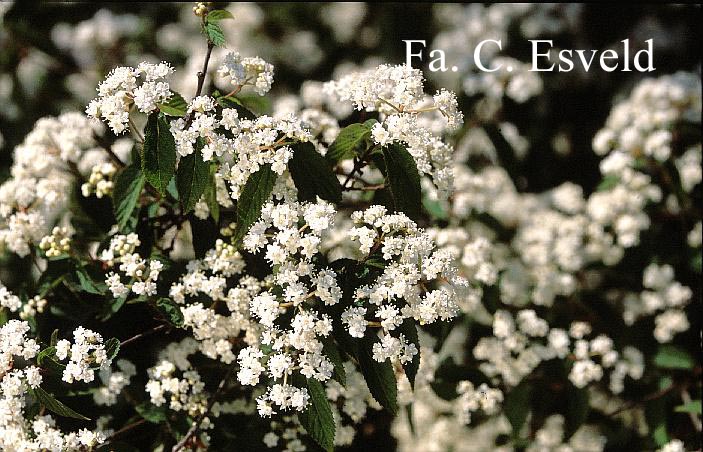 Viburnum ichangense