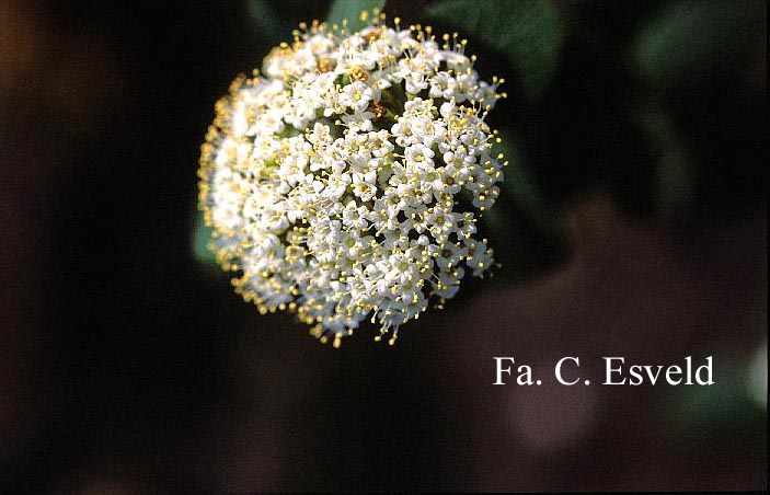 Viburnum lantana 'Rugosum'
