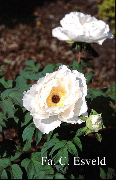 Paeonia suffruticosa 'Hakuo jishi'