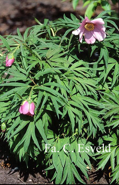 Paeonia veitchii var. woodwardii