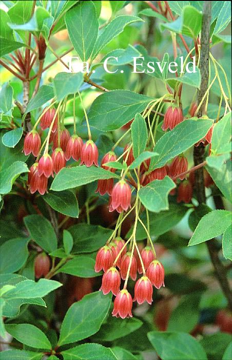 Enkianthus campanulatus 'Showy Lantern'