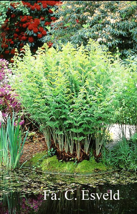 Osmunda regalis