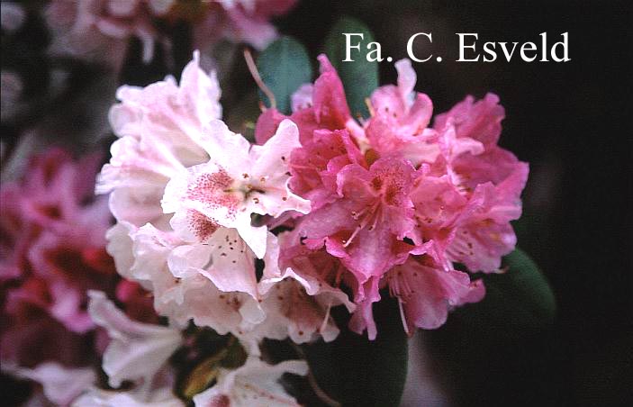 Rhododendron 'Cosmopolitan'