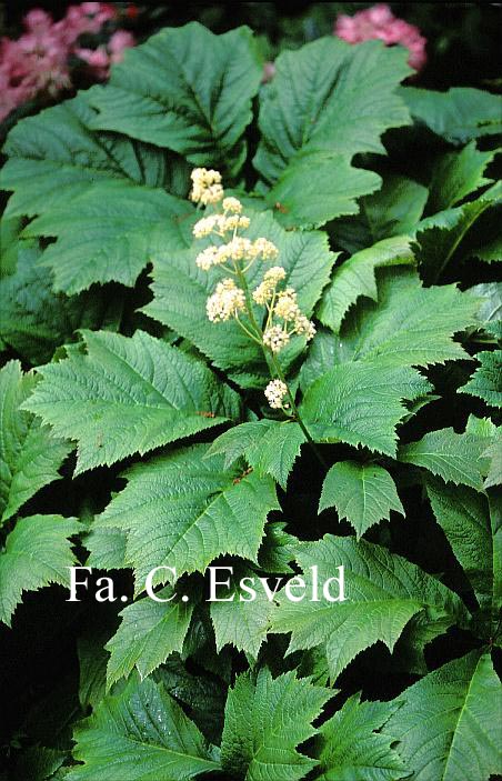 Rodgersia podophylla