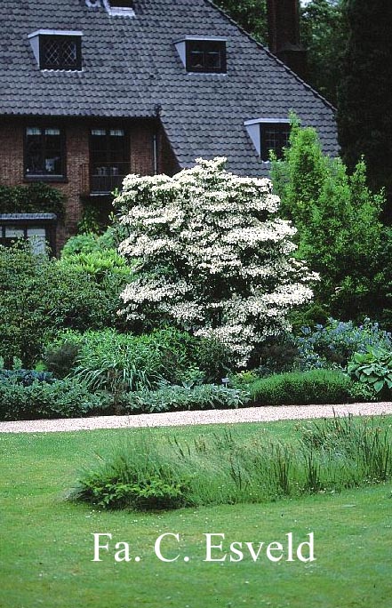 Viburnum plicatum 'Watanabe'