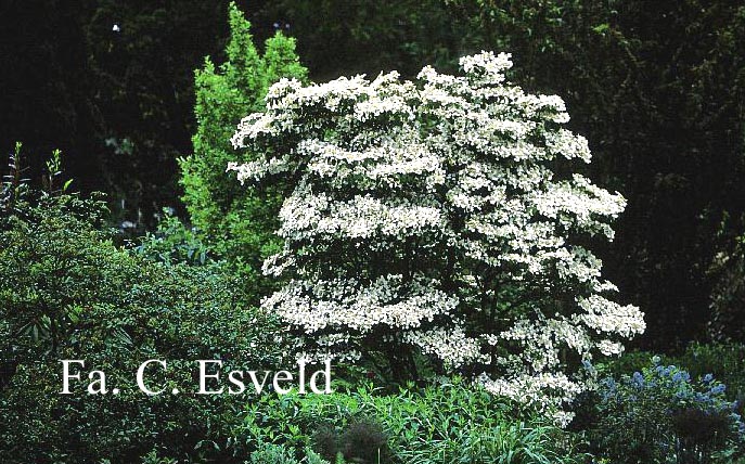 Viburnum plicatum 'Watanabe'