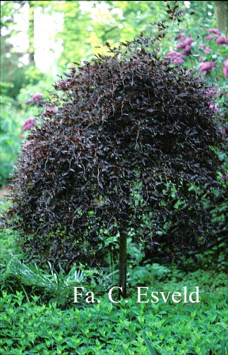 Fagus sylvatica 'Rohan Weeping'