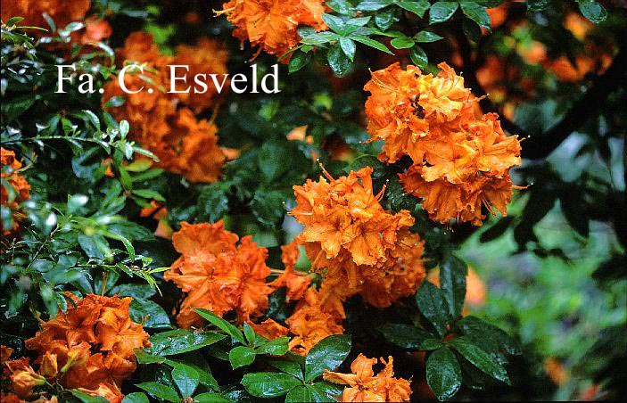 Azalea 'Gibraltar'