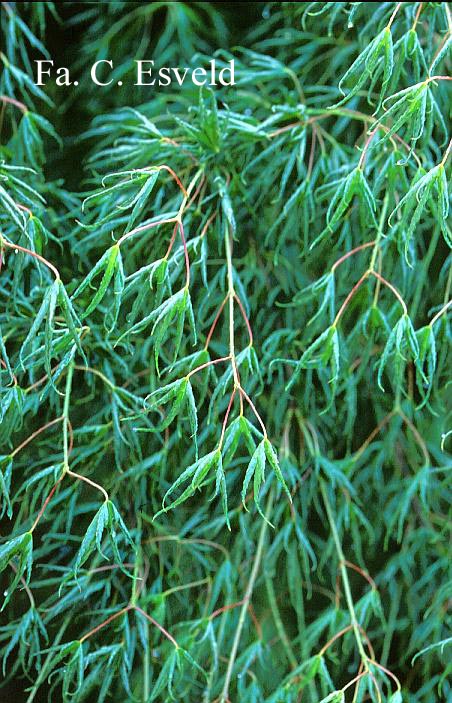 Acer palmatum 'Kurui jishi'