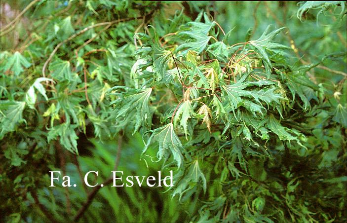 Acer platanoides 'Laciniatum'