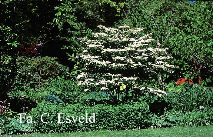 Viburnum plicatum 'Summer Snowflake'