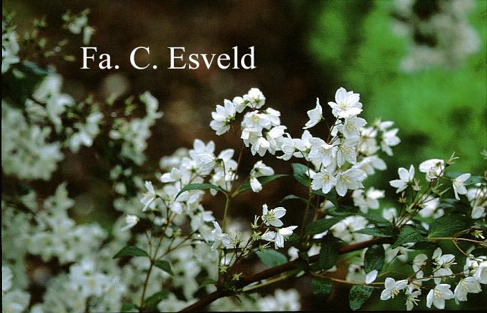 Deutzia rosea 'Campanulata'