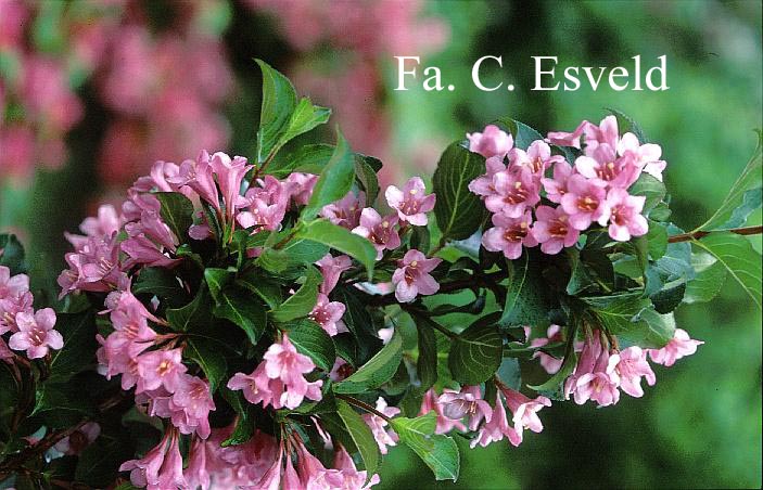 Weigela praecox