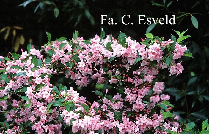 Weigela 'Abel Carriere'