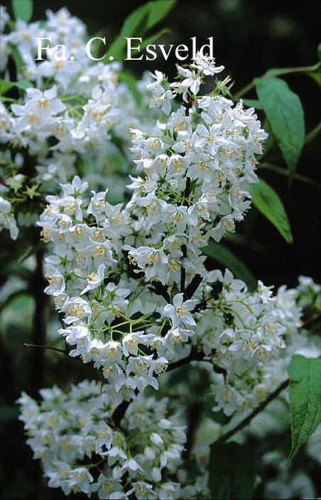 Deutzia vilmorinae