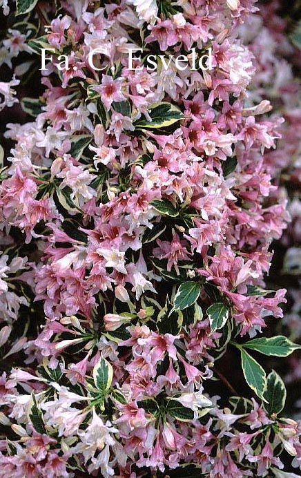 Weigela 'Nana Variegata'