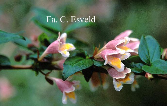 Abelia engleriana