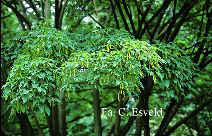 Acer davidii