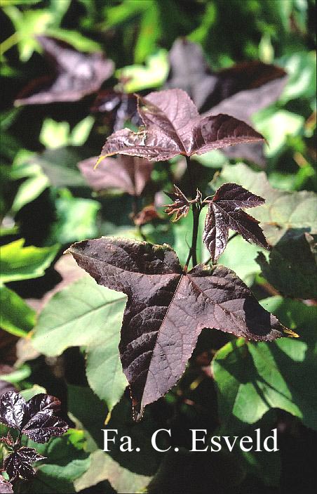 Liquidambar formosana 'Ellen'