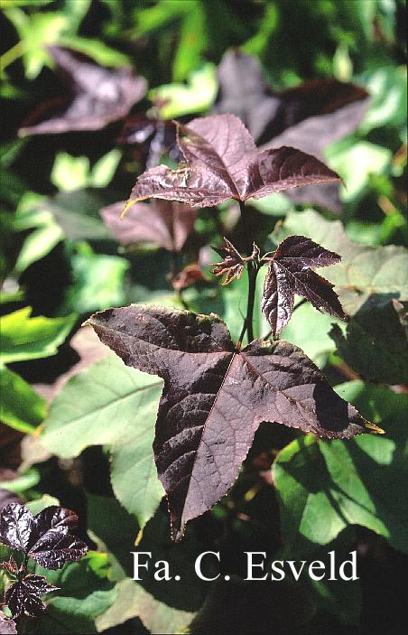 Liquidambar styraciflua 'Ellen'