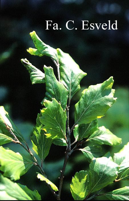 Fagus sylvatica 'Cochleata'