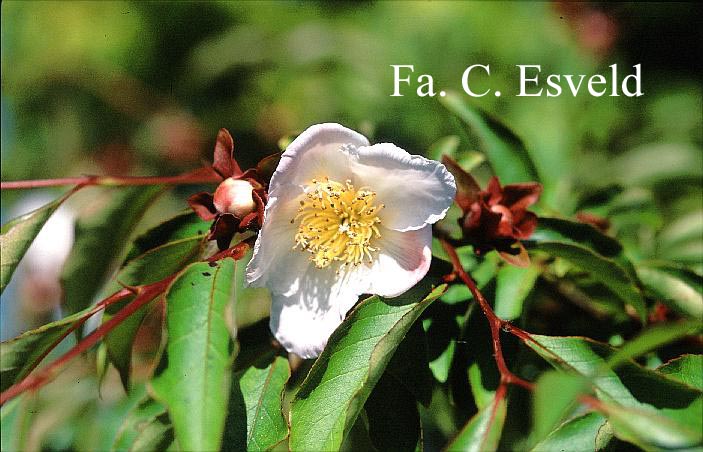 Stewartia rostrata