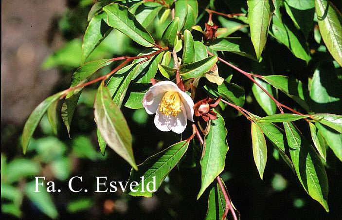 Stewartia rostrata