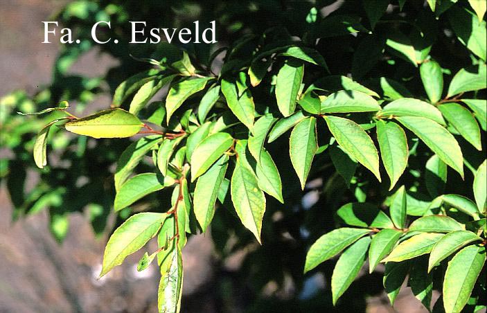 Stewartia gemmata