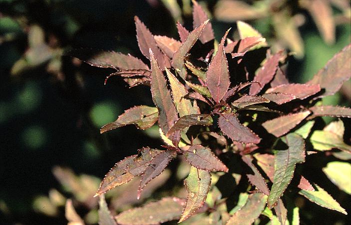 Helwingia chinensis