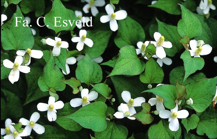 Houttuynia cordata