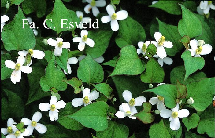 Houttuynia cordata