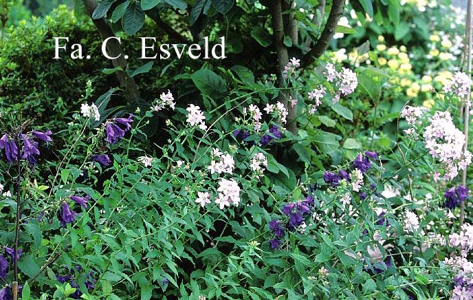 Campanula lactiflora 'Loddon Anna'