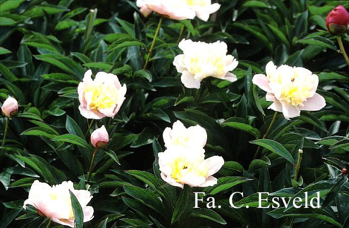 Paeonia 'Edith Cavell'