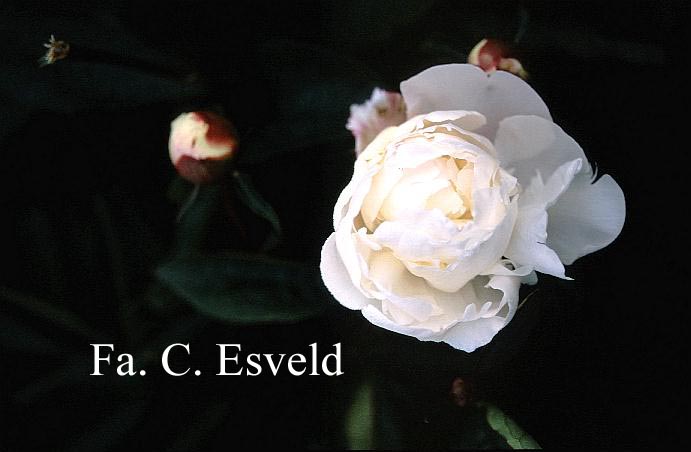 Paeonia 'Festiva Maxima'